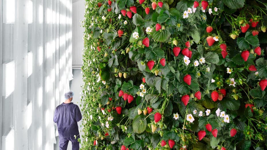 Ai Being Used To Run World’s First Indoor Vertical Berry Farm