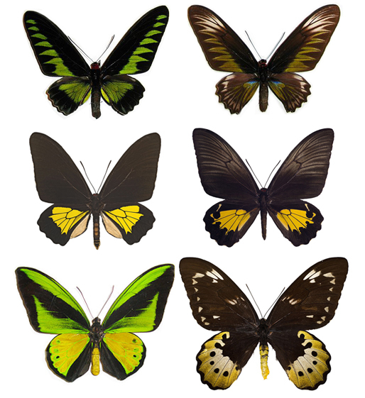 Ai Unravels Birdwing Butterfly Evolution, Shedding Light On Evolutionary Debates