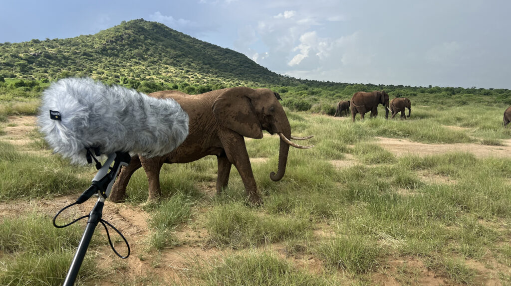 Researchers Use Ai To Explore How Elephants Communicate By Name, Like People Do