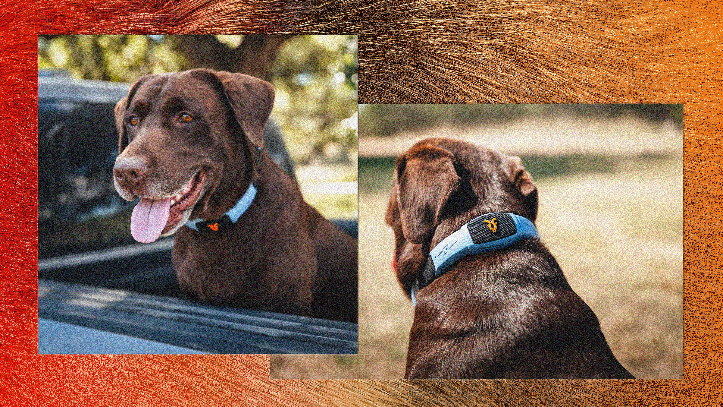 This Talking Pet Collar Is Like A Chatbot For Your Dog